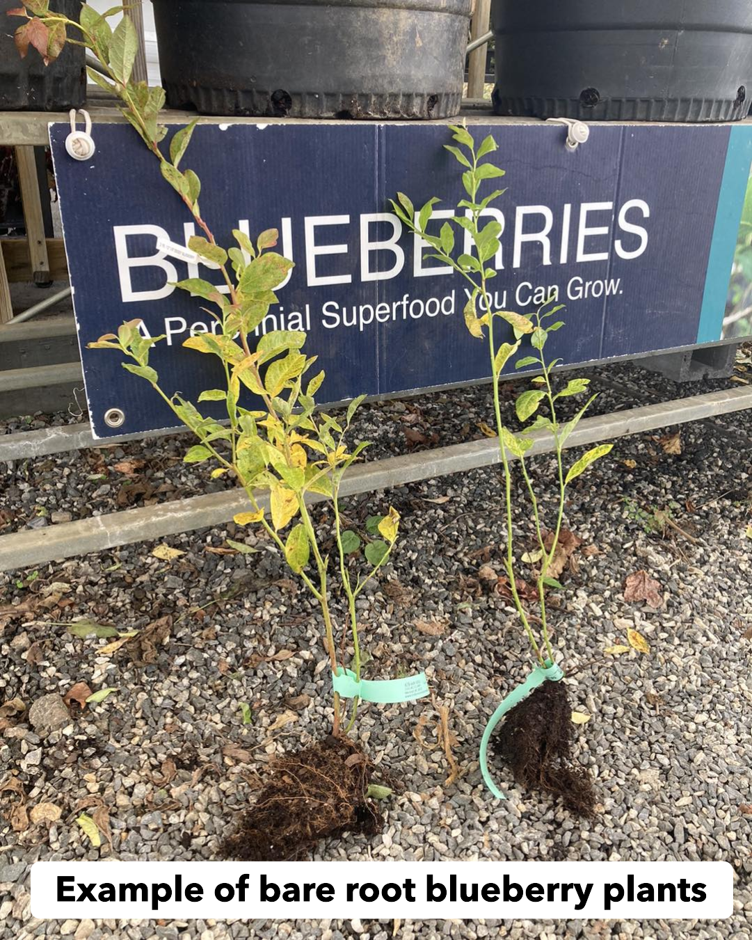 Blueberry, Bluejay, Bare Root