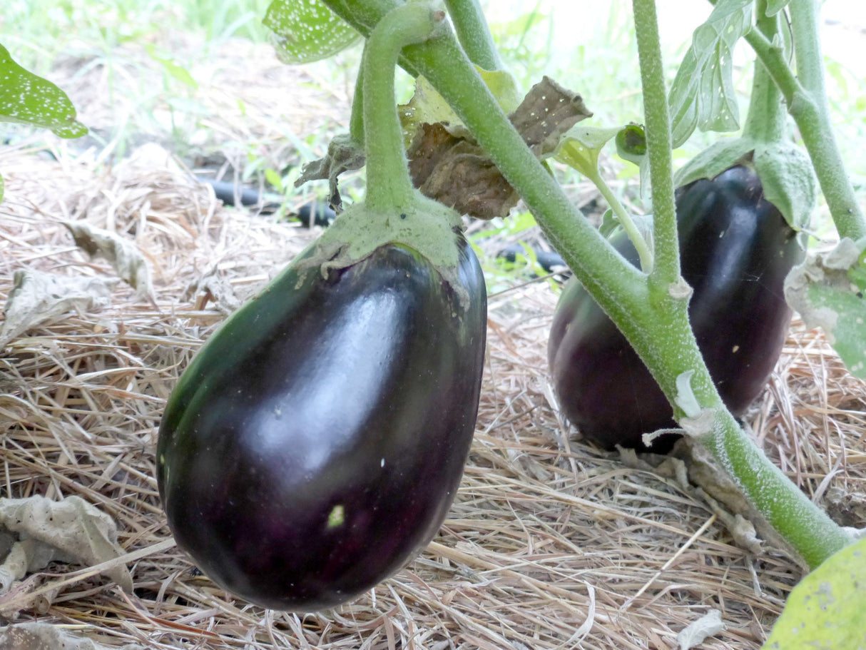 Seeds Eggplant, Black Beauty