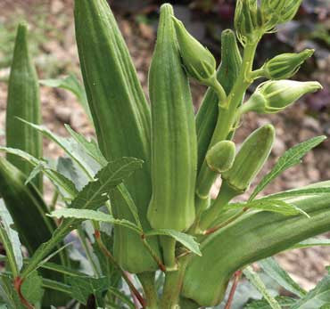 Seeds Okra, Cajun Jewel