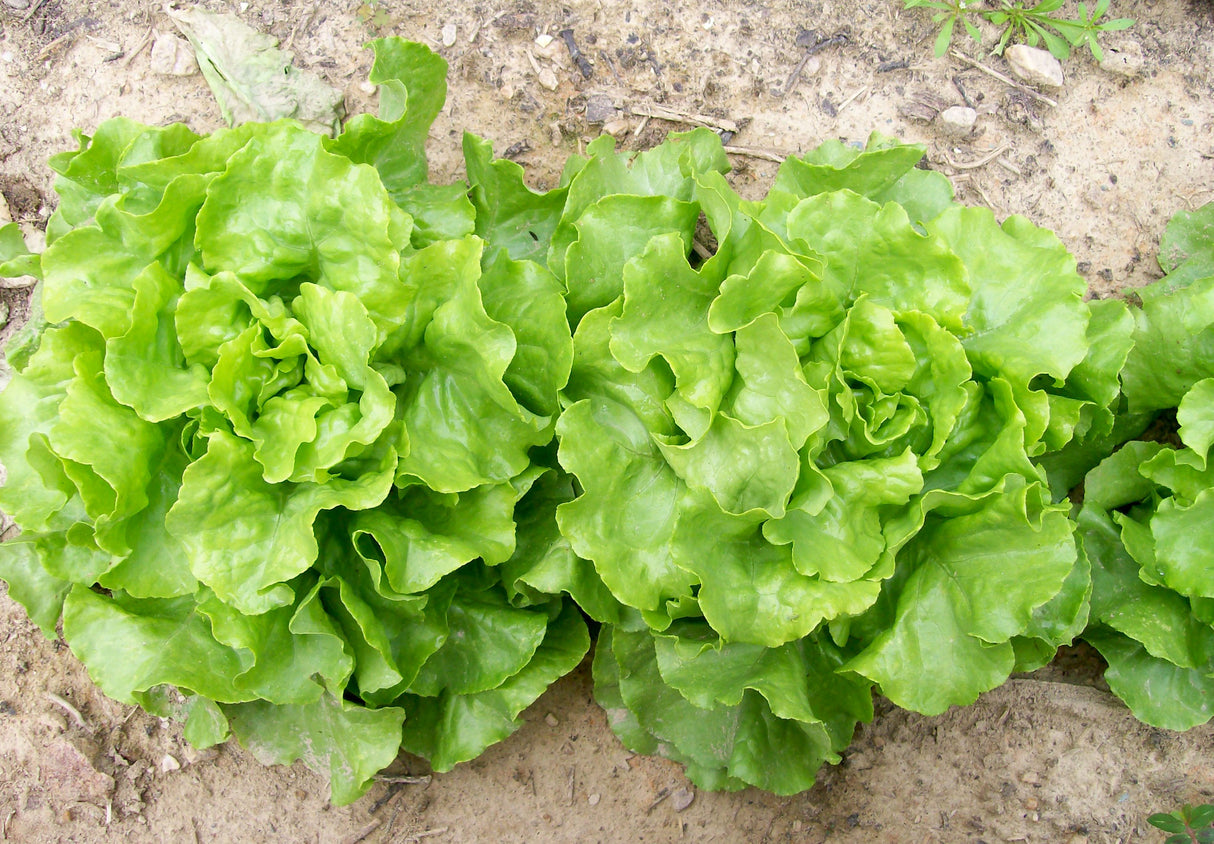 Seeds Lettuce, Capitan