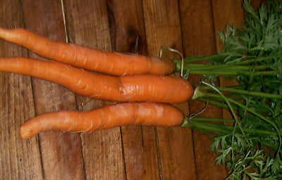 Seeds Carrot, Imperator (Tendersweet)