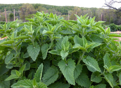 Seeds Catnip