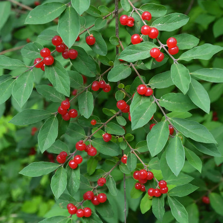 Red Chokeberry Bare Root Native Shrub For Sale