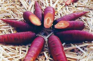 Seeds Carrot, Cosmic Purple