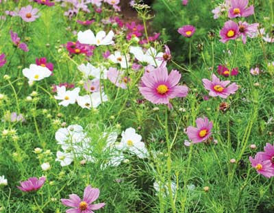 Seeds Cosmos, Early Sensation Mix