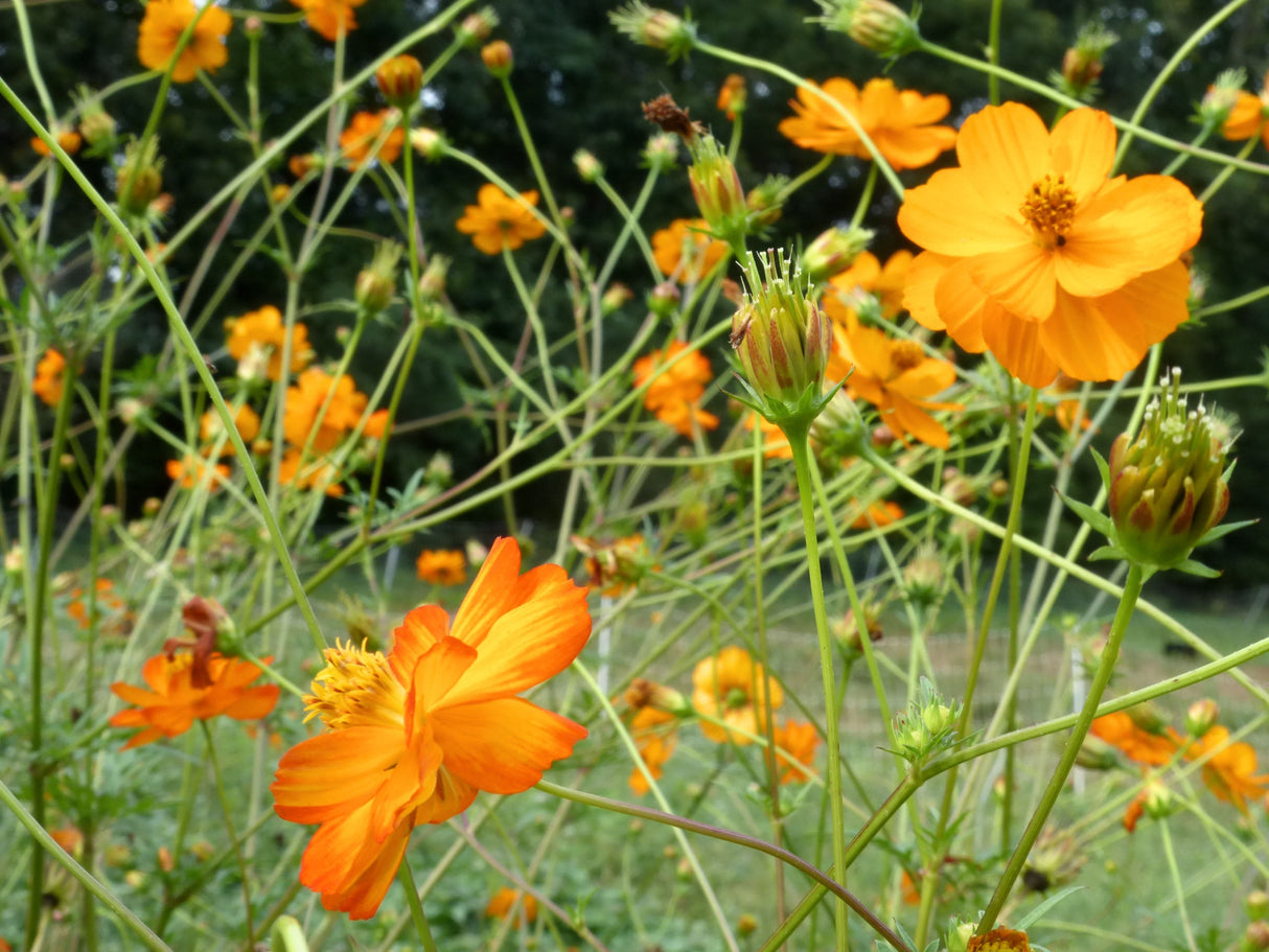 Seeds Cosmos, Mona's Orange