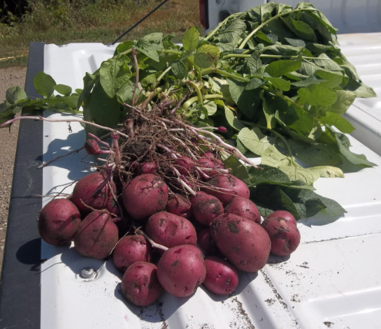 dakota ruby plant with tubers fresh out of the ground