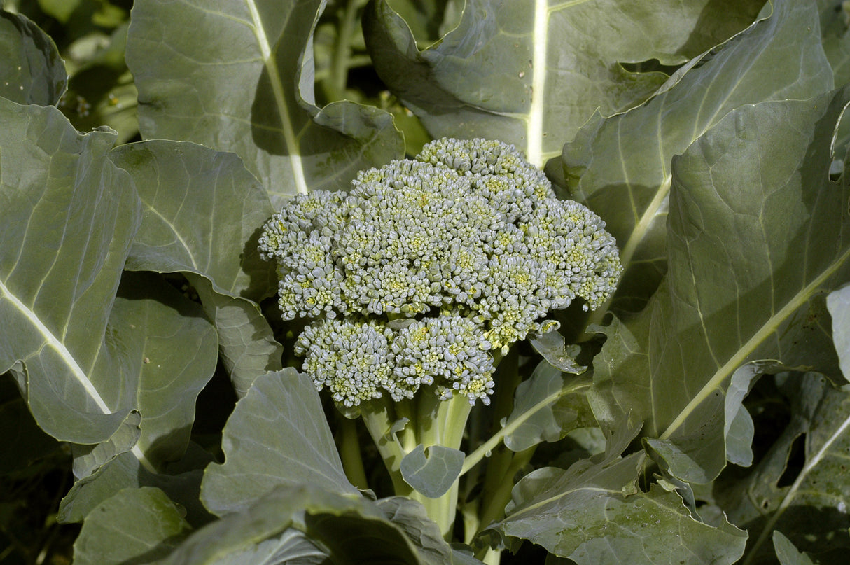 Seeds Broccoli, De Cicco