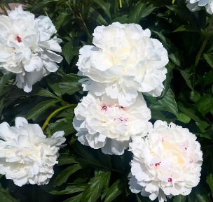 Peony, Festiva Maxima