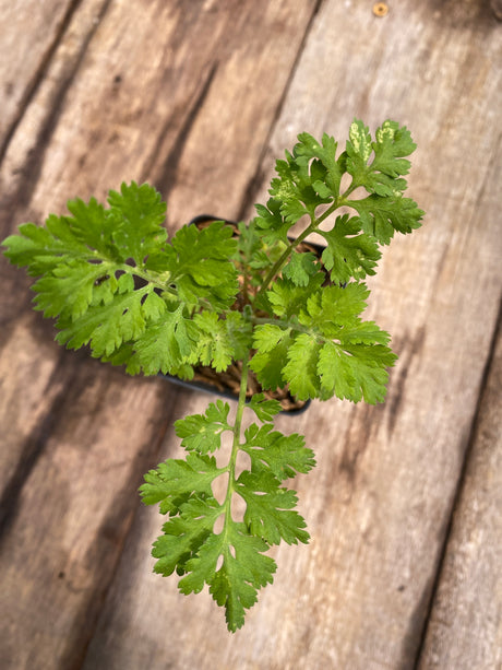 feverfew potted plant for sale