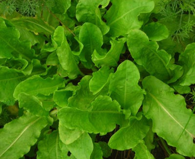 Seeds Sorrel, Garden