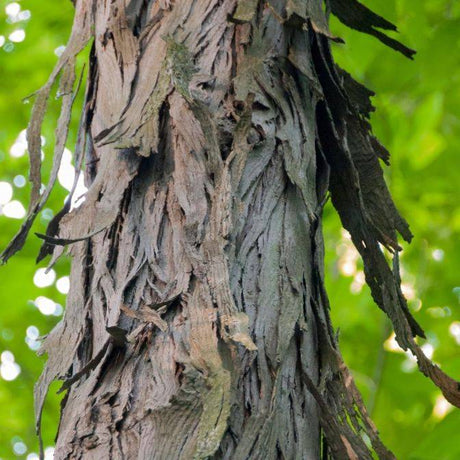 Shagbark Bare Root Hickory Native Tree For Sale