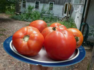 Seeds Tomato, Homestead 24