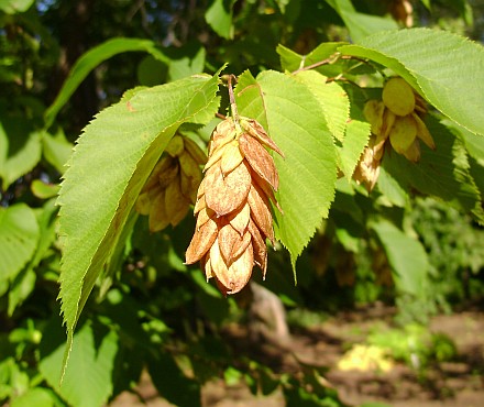 American (Ironwood) Hophornbeam Bare Root Native Tree For Sale