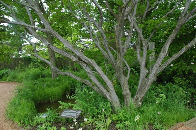 American (Musclewood) Bare Root Hornbeam Native Tree For Sale