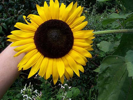 Seeds Sunflower, Hopi Dye