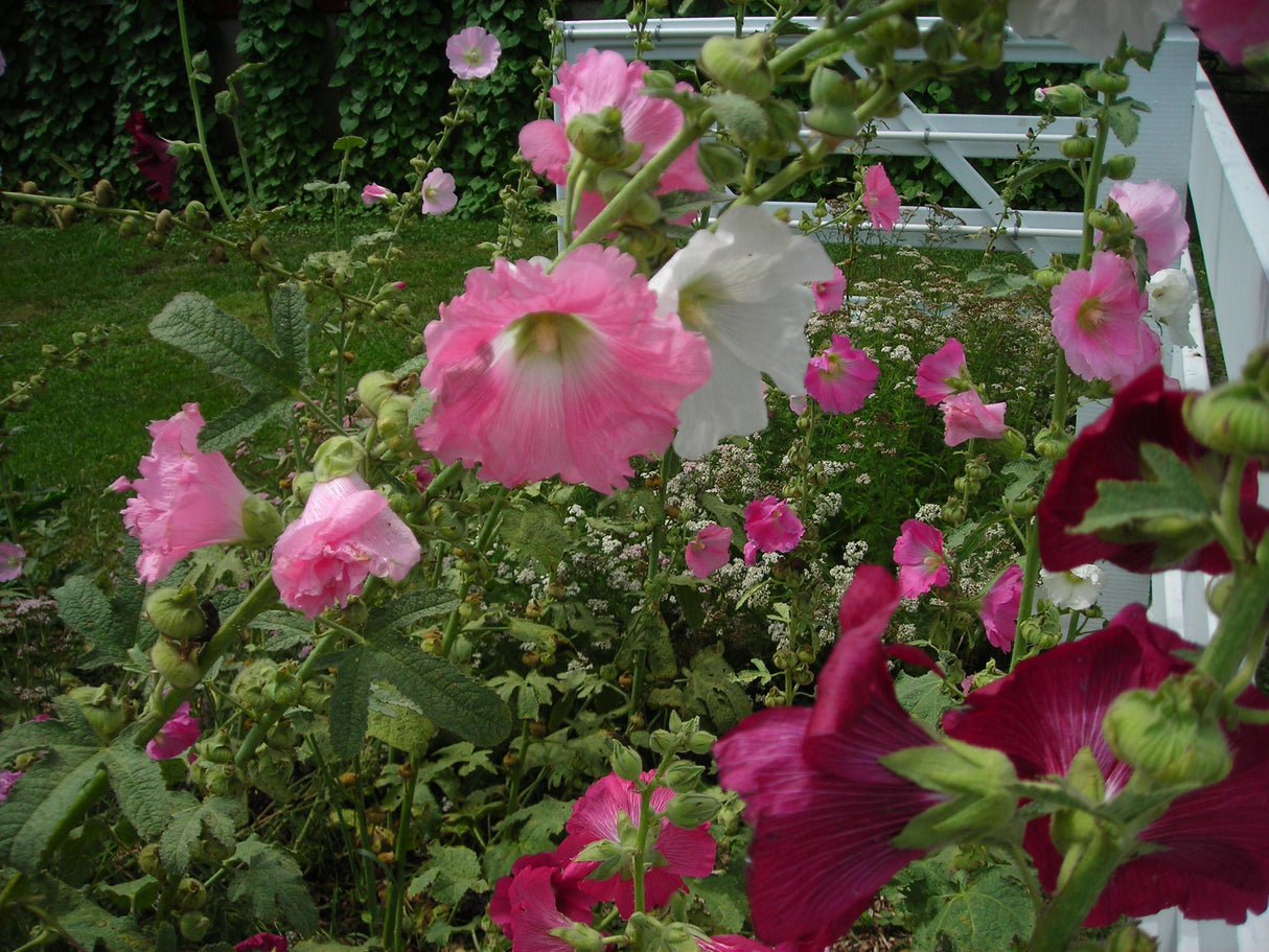 Seeds Hollyhock, Outhouse