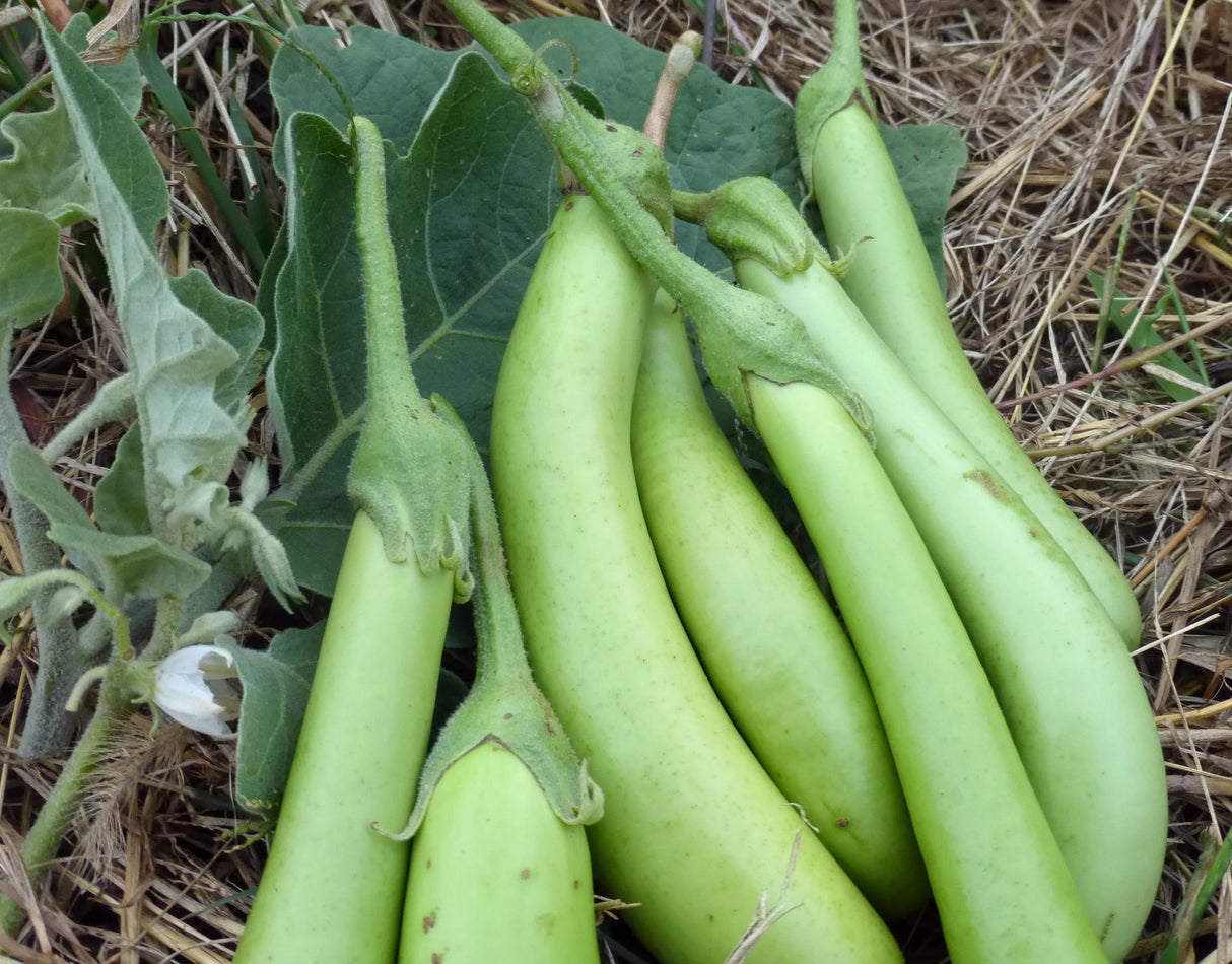 Seeds Eggplant, Louisiana Long Green (Green Banana)