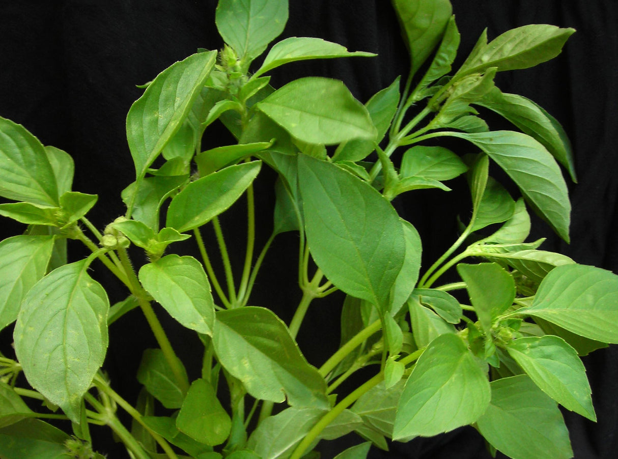 Seeds Basil, Lemon