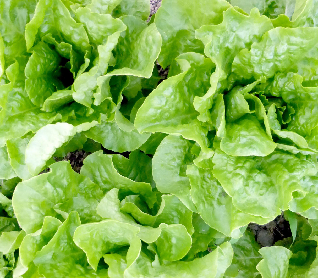 Seeds Lettuce, Buttercrunch (Butterhead)