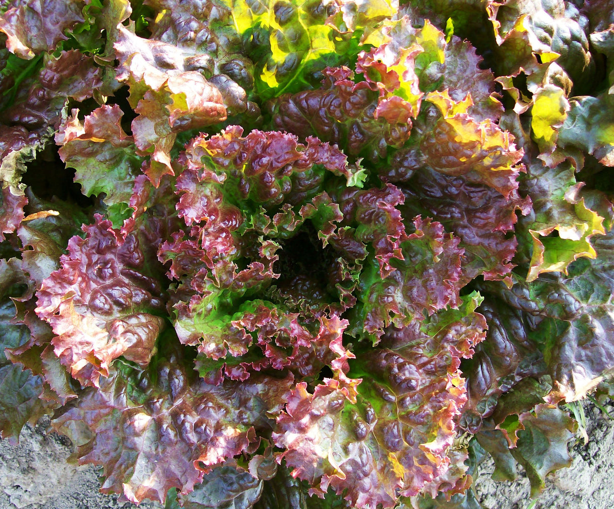 Seeds Lettuce, Red Sails