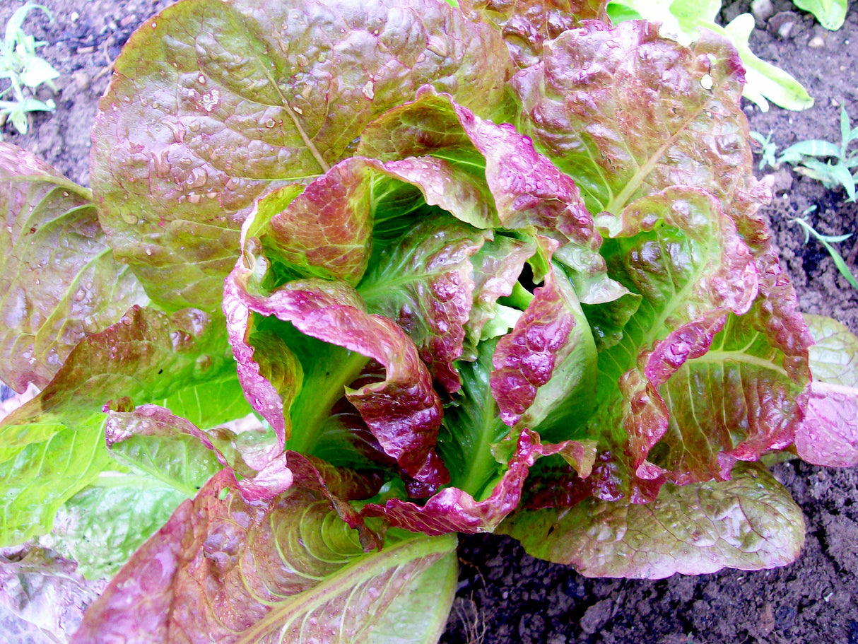 Seeds Lettuce, Sweet Valentine