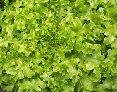 Seeds Lettuce,  Salad Bowl