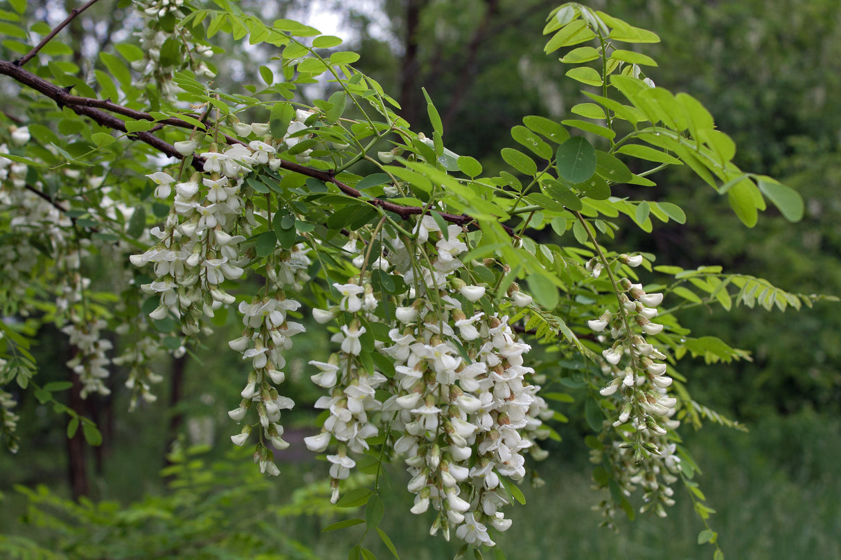 Black Locust Bare Root Tree For Sale