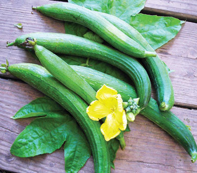 Seeds Gourd Luffa (Loofah)