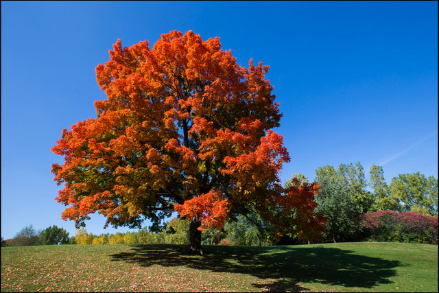 Sugar Bare Root Maple Native Tree For Sale