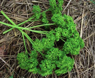 Seeds Parsley, Moss Curled