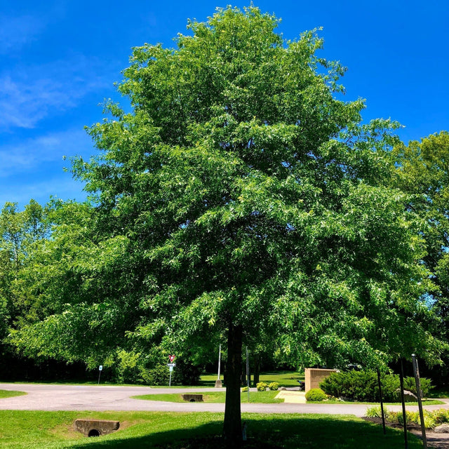 Pin Bare Root Oak Native Tree For Sale