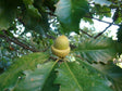 Swamp Chestnut Bare Root Oak Tree For Sale