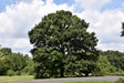 Swamp White Bare Root Oak Tree For Sale