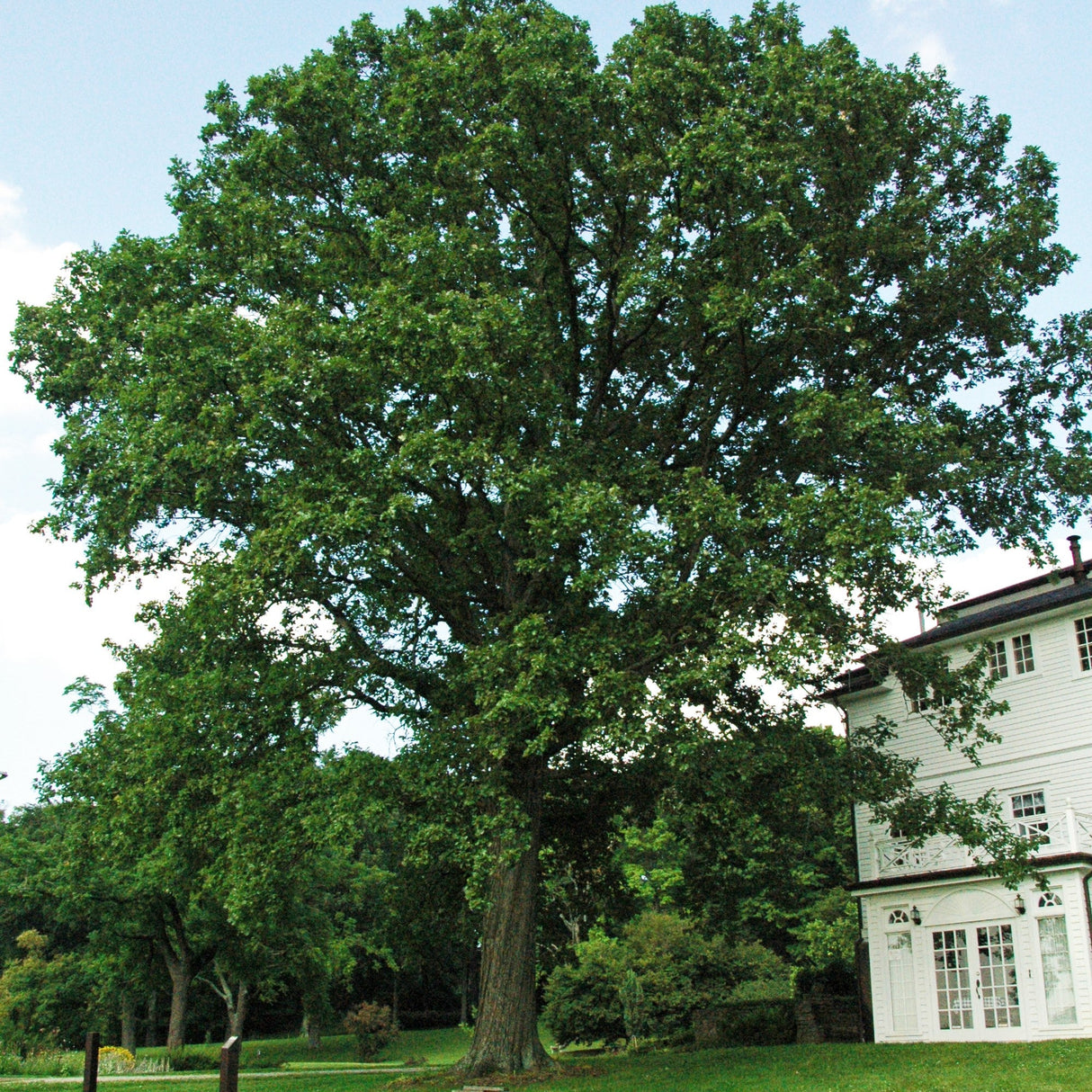 White Bare Root Oak Tree For Sale