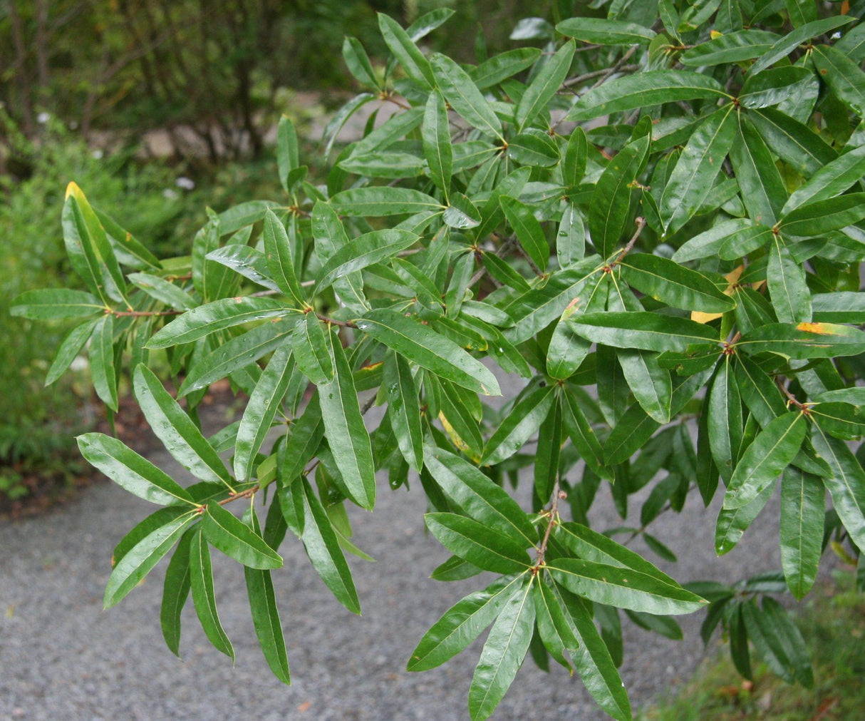 Willow Bare Root Oak Tree For Sale