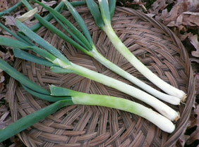 Seeds Bunching Onion Evergreen Hardy White