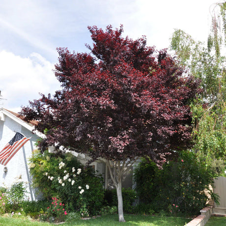 Krauter Vesuvius Ornamental Plum Tree For Sale