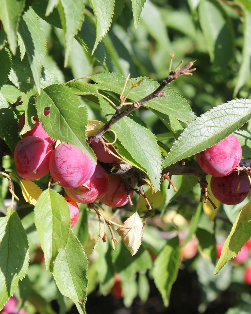 American Bare Root Plum Tree For Sale