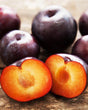 Spring Satin Bare Root Plumcot For Sale