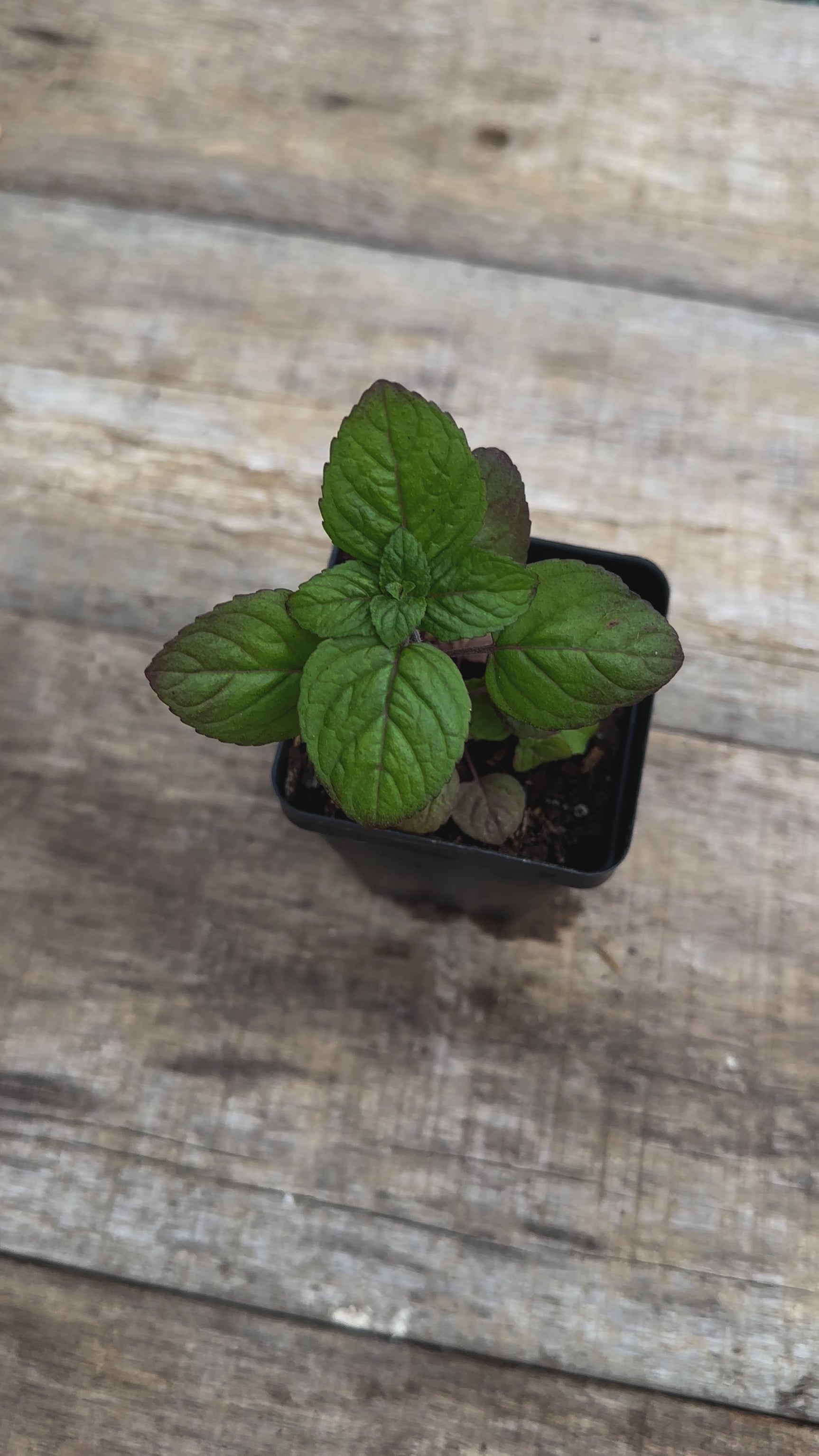 Blephilia ciliata downy wood mint potted plant for sale video