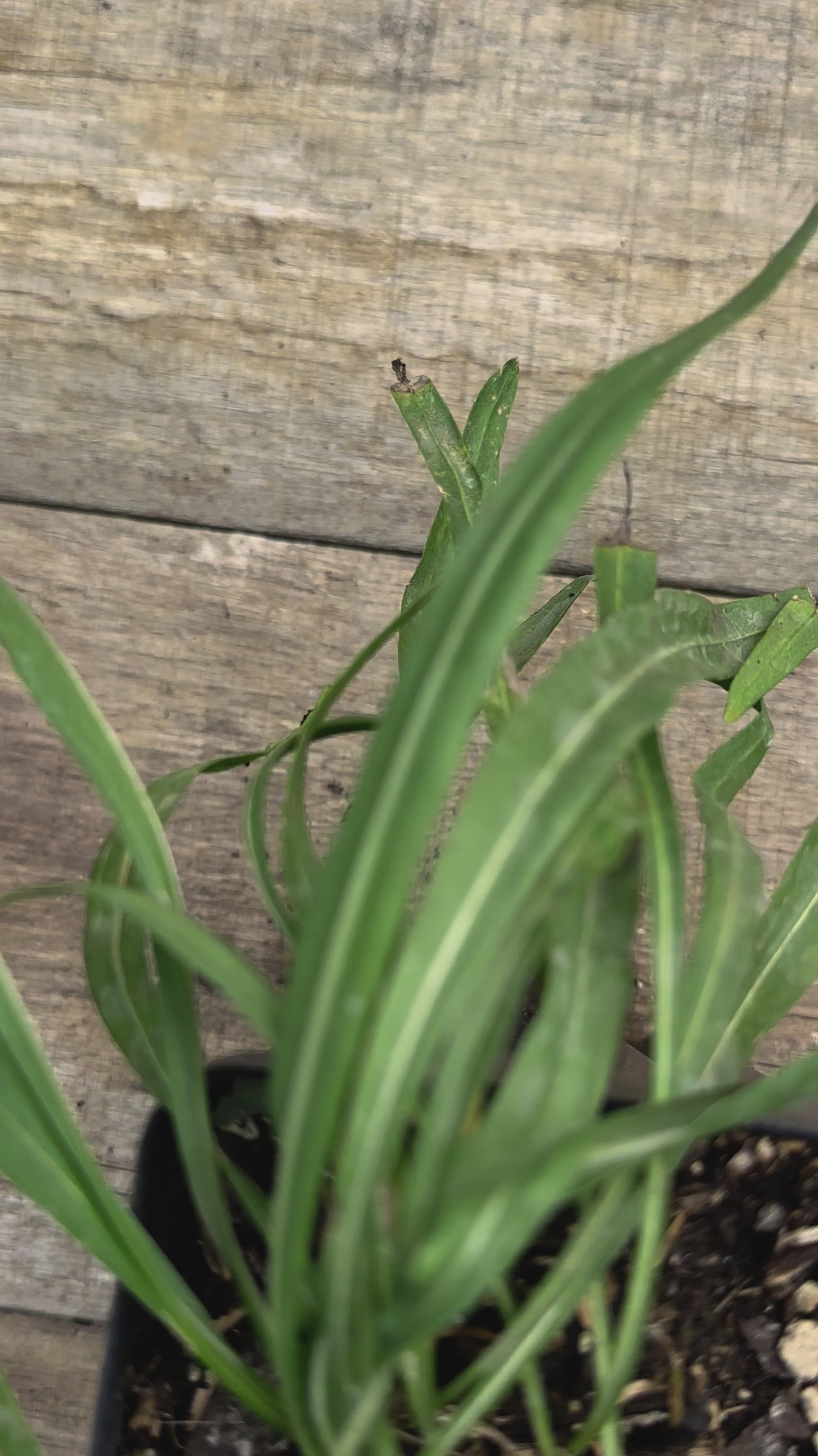 Liatris ligulistylis meadow blazing star potted plant for sale video