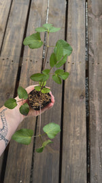 Zizia aurea golden alexanders potted plant for sale video