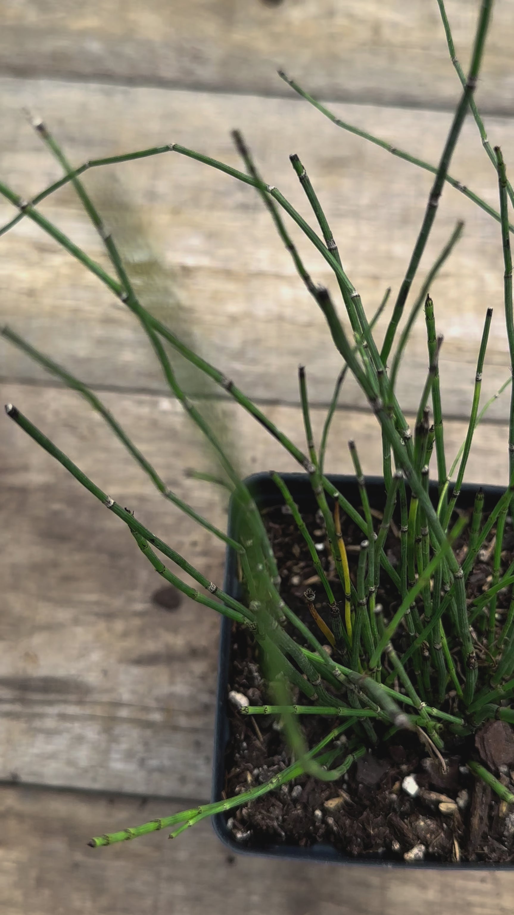 Equisetum hyemale horsetail potted plant for sale video