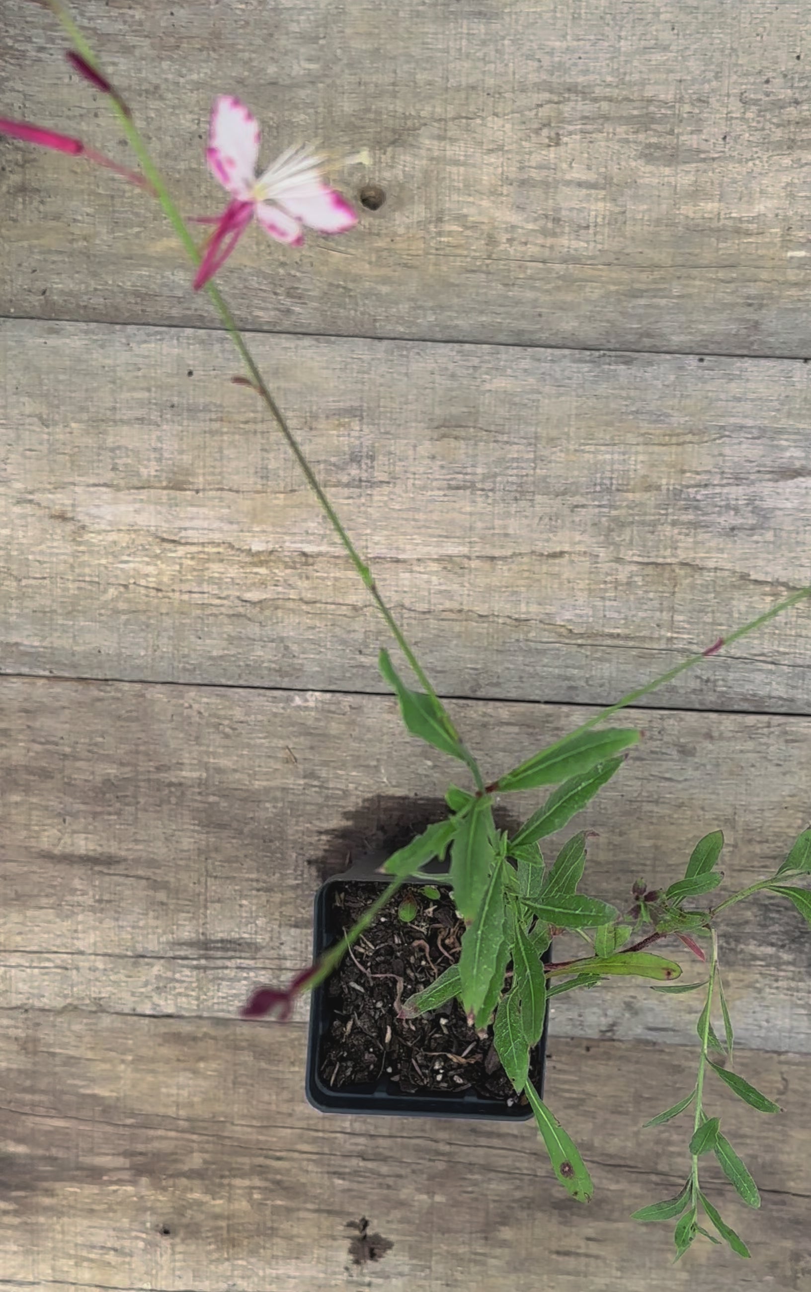 Gaura lindheimeri Rosy Jane flower plant for sale video