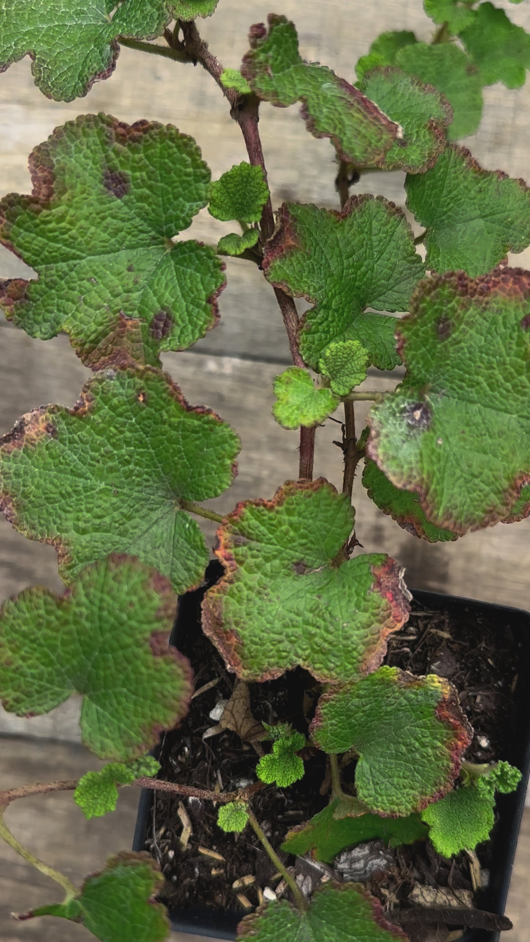 Rubus calycinoides creeping raspberry potted plant for sale video