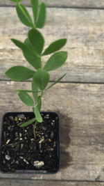 Baptisia australis blue wild indigo potted plant for sale video