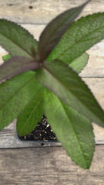 Eupatorium perfoliatum boneset potted plant for sale video