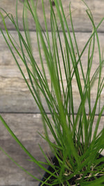 Carex appalachica Appalachian sedge potted plant for sale video