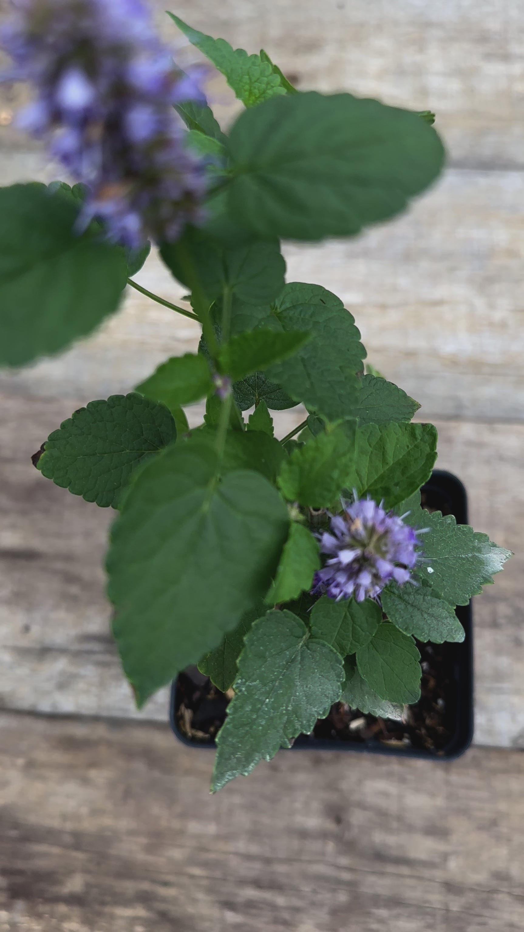 Agastache foeniculum anise hyssop potted plant for sale video